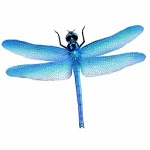 Dragonfly HD Wallpaper for PC
