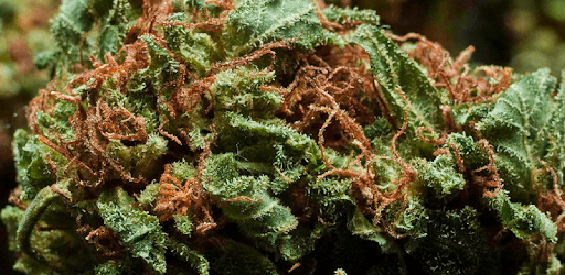 GoCannabis - Weed Strains PC screenshot