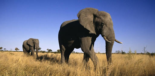 Elephant Free Video Wallpaper PC screenshot Elephant Free Video Wallpaper PC screenshot