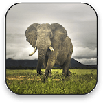 Elephant Free Video Wallpaper for PC Elephant Free Video Wallpaper for PC
