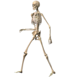 Skeleton Ragdoll, Walking dead for PC