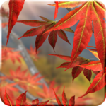 Autumn Tree Free Wallpaper for PC Autumn Tree Free Wallpaper for PC