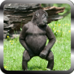 New funny videos ๐๐๐๐ for PC New funny videos ๐๐๐๐ for PC