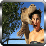 The best funny free videos for PC The best funny free videos for PC