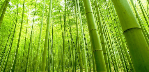 Bamboo Theme for Smart Launcher PC screenshot Bamboo Theme for Smart Launcher PC screenshot