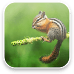 Little Chipmunk 3D Wallpaper for PC Little Chipmunk 3D Wallpaper for PC