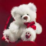 Teddy Wear HD Wallpapers 2019 for PC