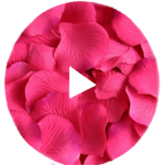 Hindi Video Status for PC Hindi Video Status for PC