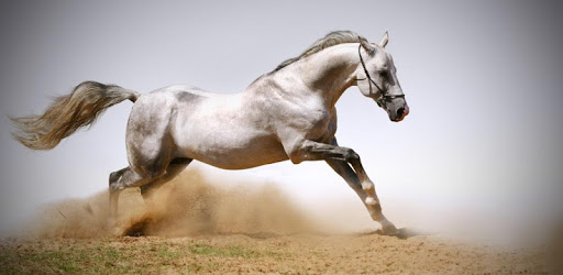 Horse 4K Video Live Wallpaper PC screenshot