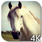 Horse 4K Video Live Wallpaper for PC