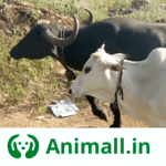 गाय भैंस wala पशुमेला - Animall app for PC गाय भैंस wala पशुमेला - Animall app for PC