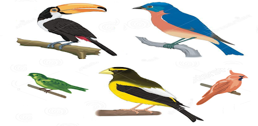 A to Z Birds Name PC screenshot A to Z Birds Name PC screenshot