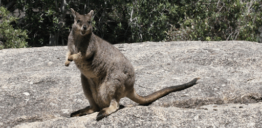 Australian Mammals PC screenshot Australian Mammals PC screenshot