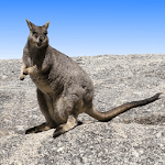 Australian Mammals for PC Australian Mammals for PC