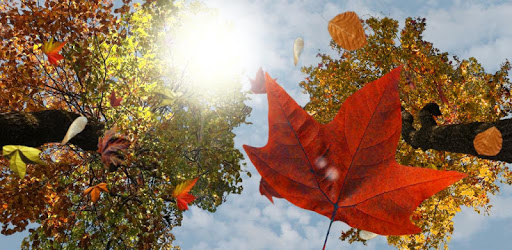 Falling Leaves Free Wallpaper PC screenshot