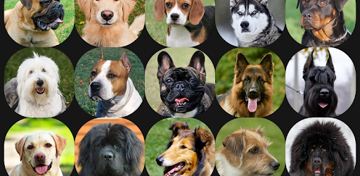 Appp.io - Dog Barking Sounds PC screenshot Appp.io - Dog Barking Sounds PC screenshot