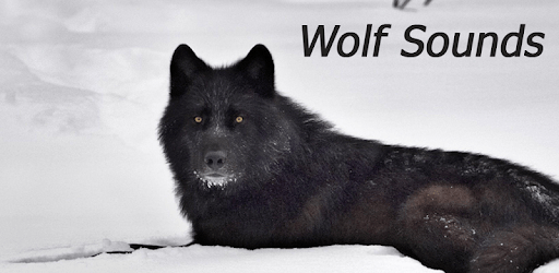 Appp.io - Wolf Sounds PC screenshot Appp.io - Wolf Sounds PC screenshot