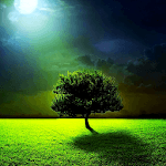 Moon & tree live wallpaper for PC