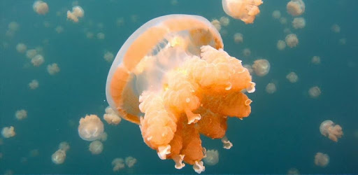Jellyfish. Video Wallpaper PC screenshot Jellyfish. Video Wallpaper PC screenshot