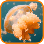 Jellyfish. Video Wallpaper for PC Jellyfish. Video Wallpaper for PC