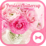 Pink Flower Wallpaper Persian Buttercup Theme for PC