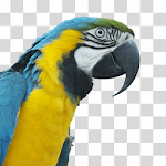 Photo Background Eraser - Background Changer for PC Photo Background Eraser - Background Changer for PC