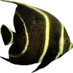 Ocean Defender / Aquarium Fight Fish Fun for PC Ocean Defender / Aquarium Fight Fish Fun for PC