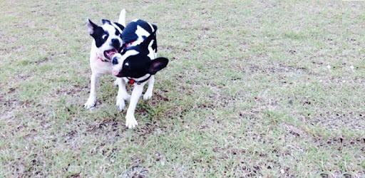 Clicker- Dog Training App PC screenshot Clicker- Dog Training App PC screenshot