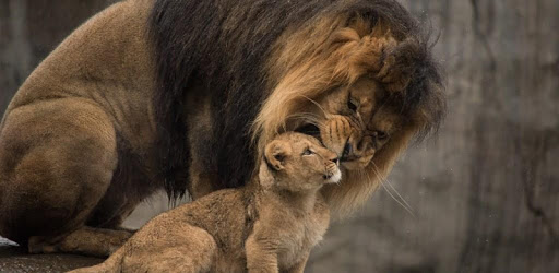 Lion Video Live Wallpaper PC screenshot Lion Video Live Wallpaper PC screenshot