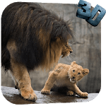 Lion Video Live Wallpaper for PC Lion Video Live Wallpaper for PC