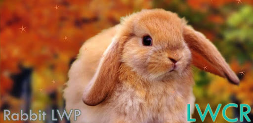 rabbit live wallpaper PC screenshot