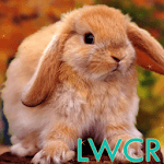 rabbit live wallpaper for PC