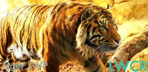 free live tiger wallpaper PC screenshot free live tiger wallpaper PC screenshot
