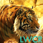 free live tiger wallpaper for PC free live tiger wallpaper for PC