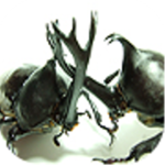 Beetle Wars for PC Beetle Wars for PC