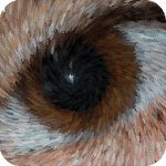 Orasi for PC Orasi for PC