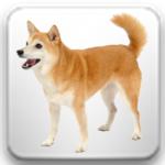 Counting Animals for PC Counting Animals for PC