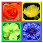 Cami Hexa for PC