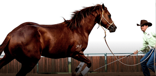Downunder Horsemanship PC screenshot Downunder Horsemanship PC screenshot