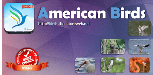American Birds PC screenshot