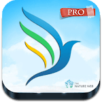 American Birds for PC