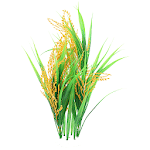 Rice-IFC for PC