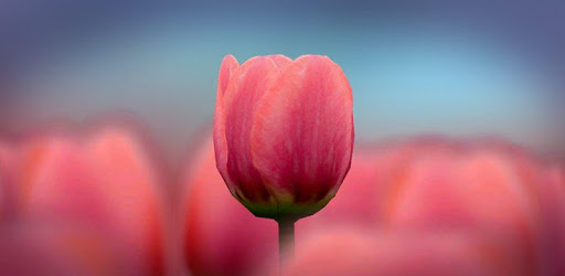 3D Tulip Live Wallpaper Free PC screenshot