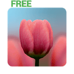 3D Tulip Live Wallpaper Free for PC
