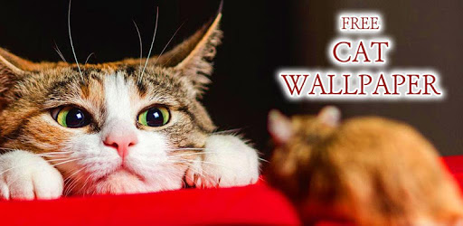 Wallpaper Cat Collection PC screenshot