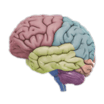 3D Brain icon