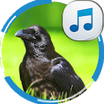 Sounds of Crows for PC Sounds of Crows for PC