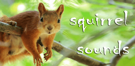 Sounds of Squirrels PC screenshot