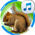 Sounds of Squirrels for PC