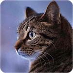 Talking Reality Cat for PC